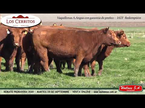 Remate Primavera Cabaña Los Cerritos - 15 de septiembre 2020