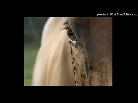 Today's Tango Is... Mosca Brava - Julio De Caro 07-09-1926