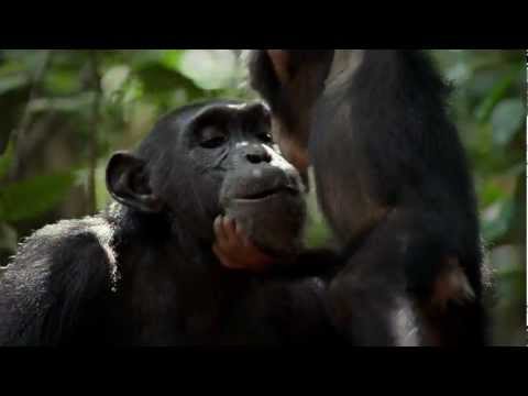 Chimpanzee (TV Spot 'Oscar')