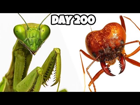 Simulating Ant Colonies for 1,000 Days 😱 ANTTREK