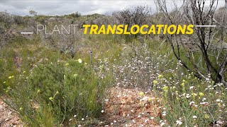 Saving an Endangered wattle: Translocating Acacia cochlocarpa