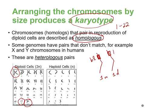 Biology2E Ch10 MChen Lecture Video Part1