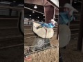 Bareback Riding Bucking Machine