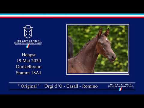 Holsteiner Elite-Fohlenauktion | Nr. 57 v. Origi d'O - Casall