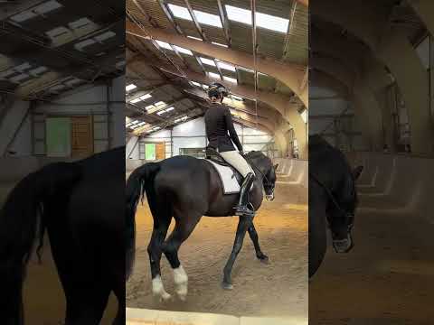 Erstes Turnier mit meinem neuen Pferd 👏 Dressurpferde A mit Vio