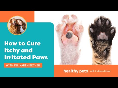 How to Cure Itchy and Irritated Paws