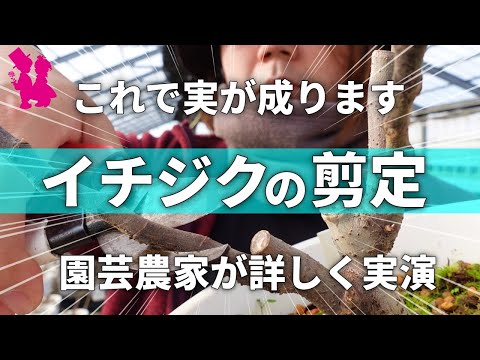 イチジクの剪定方法 植物