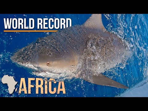 World Record Size Bull Shark Caught in Africa