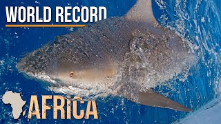 World Record Size Bull Shark Caught in Africa