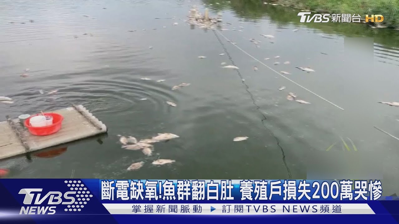 雲林魚塭斷電10小時「水車停擺」 養殖戶心痛百萬打水漂