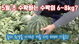 올해 환경조건이 수박 키우기에는 어려웠다... 그러나 여기는 5월 초 수확 수박이 6,7,8kg는 기본…