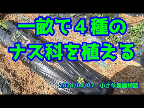 園芸 ほろ苦いナス科