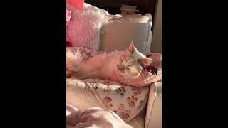 猫もお疲れです。#ねこのいる生活