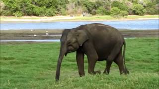 preview picture of video 'Sri Lanka 2013 animali e parchi'