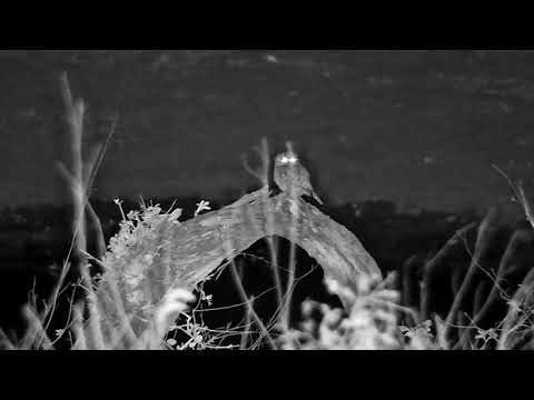 Djuma: Pearl-spotted Owlet with Egyptian Geese fussing in background - 02:56 - 09/20/21