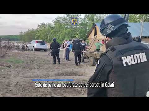 Galati: Perchezitii intr-un dosar de furt. Sute de oi au fost furate de trei barbati
