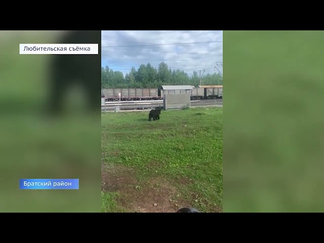 Медведь стал частым гостем у работников Вихоревской станции в Братском районе