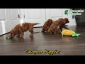Cavapoo dogs for sale: Haven - Video 1