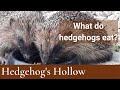 What Food is harmful to Hedgehogs? | Hedgehog's Hollow