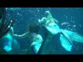 Denver Aquarium Swim With The Mermaids