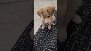 Video preview image #1 Border Collie-Collie Mix Puppy For Sale in Sanford, FL, USA