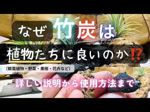 ビセット竹 植物