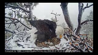 9 Big Bear Bald Eagle Live Nest   Cam 1   YouTube   Google Chrome 2024 02 01 12 25 06