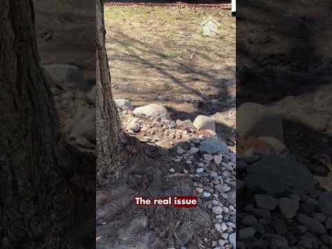 How Close Is Too Close to Plant a Tree Near Your Home?