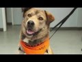 WAG TV Episode 2 Shelter Life