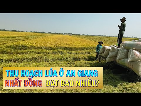 Thu hoạch lúa ở An Giang nhất đồng đạt bao nhiêu?| Ứng phó rầy phấn trắng và hiện tượng có đòng sớm