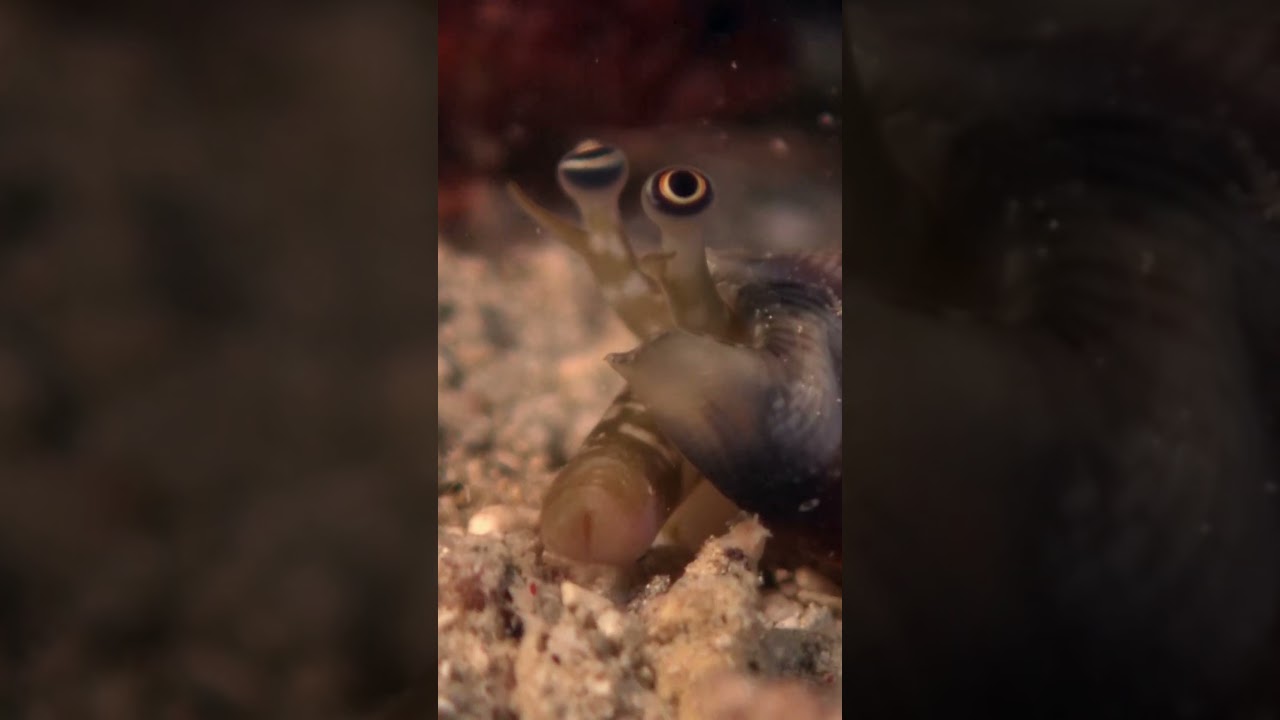 A Sea Snail's Siphon