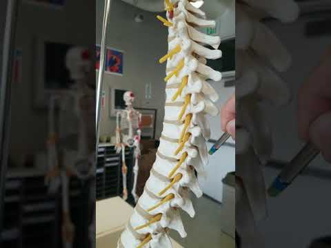 Spinal nerves exiting vertebral column
