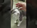 Center Cat Gray And White Tux