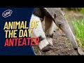 Anteater -- Animal of the Day | Educational Animal Videos for Kids, Homeschoolers, and Teachers