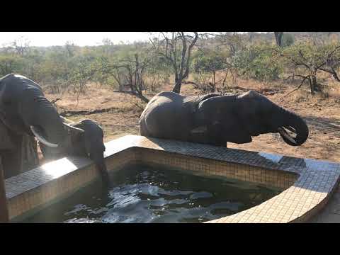 Elephants come for a drink at Arathusa