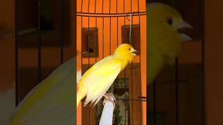 Download lagu Kenari gacor emosi #kenari #kenarigacor #canary #canarias #canario #birds #shorts #shorts mp3 Download lagu Kenari gacor emosi #kenari #kenarigacor #canary #canarias #canario #birds #shorts #shorts mp3