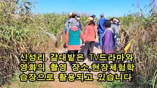 서천 신성리 갈대밭 2023.10.17.
