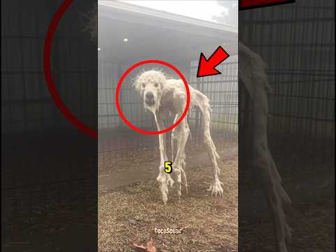 "Top 5 Most Beautiful and Rare White Albino Animals in the World😱😨"