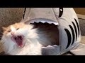 LAUGH SO HARD YOU 039 LL CRY Funniest CAT LAUGH SO HARD YOU 039 LL CRY Funniest CAT