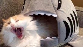 LAUGH SO HARD YOULL CRY - Funniest CAT VIDEOS comp