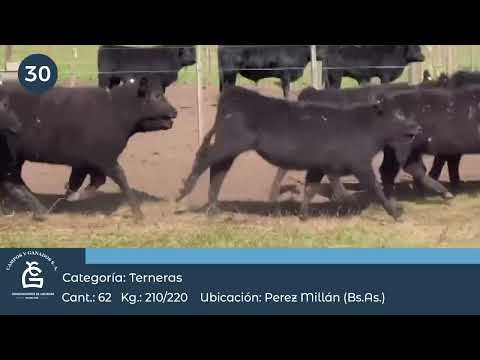 Lote Hembras -  Pérez Millán Bs As