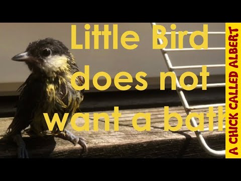Little bird needs a bath