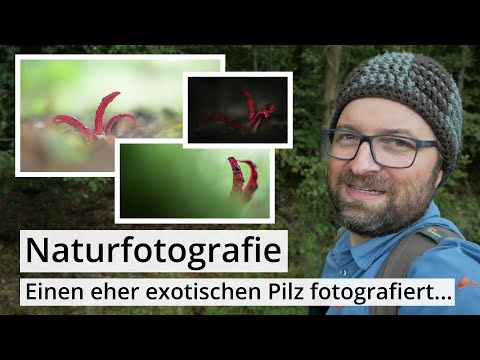 Naturfotografie: Der HERBST kommt? Auf der SUCHE nach PILZEN zum FOTOGRAFIEREN | Tintenfischpilz