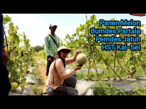 PANEN MELON BUMDES PARTALA DESA JATUH KECAMATAN PANDAWAN HST KAL-SEL