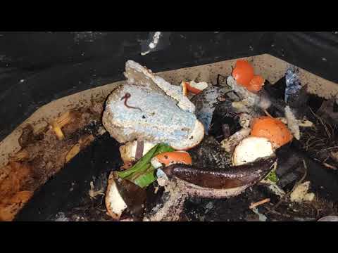 My urban worm bag during winter