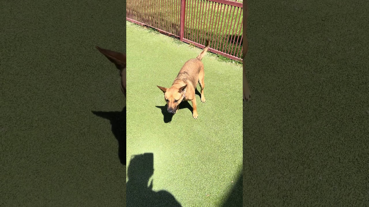 SABRINA, a Adoptable mixed breed in Upland, CA video 6/6