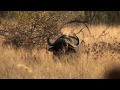 Cape Buffalo On Safari