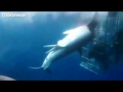 Great white shark dies after lunging at divers in cage and getting trapped