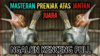 Download lagu SUARA PRENJAK JANTAN ATAS NGALUN KERAS || MASTER PILIHAN UNTUK LOMBA mp3 Download lagu SUARA PRENJAK JANTAN ATAS NGALUN KERAS || MASTER PILIHAN UNTUK LOMBA mp3