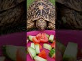 Beautiful Tortoise Indian Star Tortoise Tortoise Eating Tomatoes